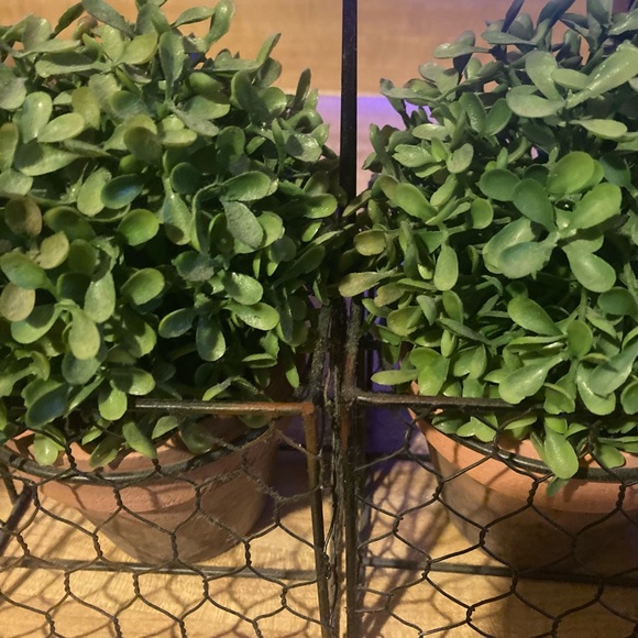 Faux Boxwood Topiary in Pot (Set of 3) - Picture 4 of 5